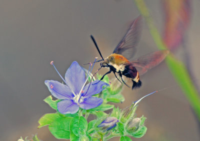 Snowberry Clearwing Moth