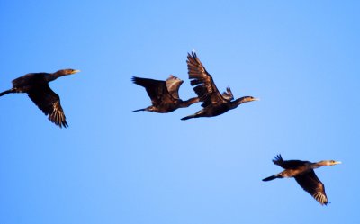 Double-crested Cormorant