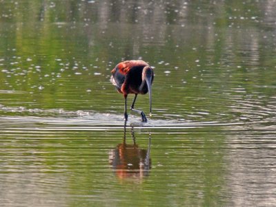 White-Faced Ibis