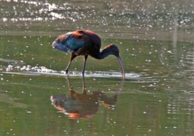 White-faced Ibis