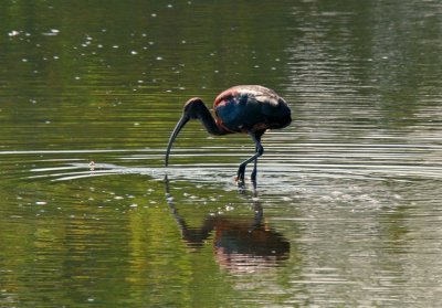 White-faced Ibis