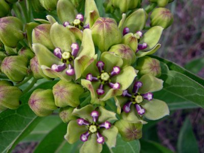 Green Antelopehorn (Asclepsias viridis) 