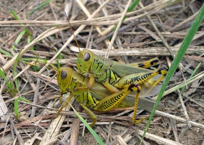 Differential Grasshoppers