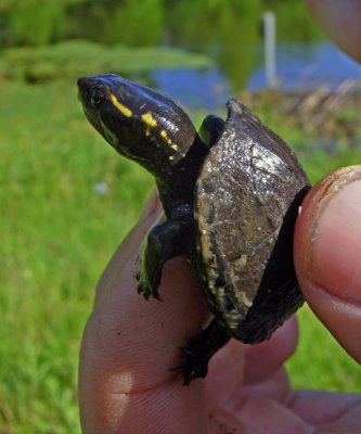 Mississippi Mud Turtle (young)