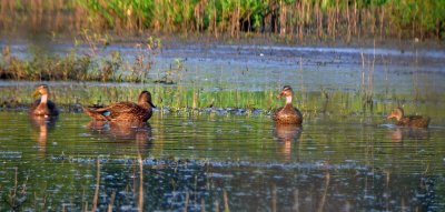 Mottled Ducks