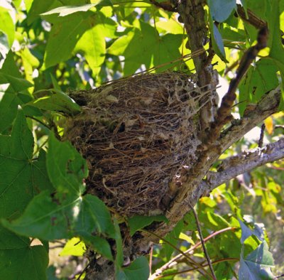 Willow Flycatcher's nest