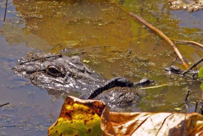 American Alligator & young