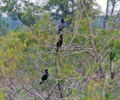 Neotropic Cormorants