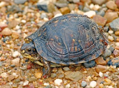 Three-toed Box Turtle