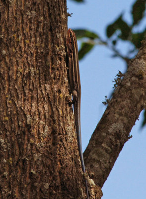 Broad-headed Skink