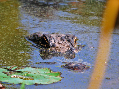 American Alligator