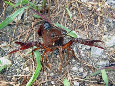 crayfish (Procambarus species)