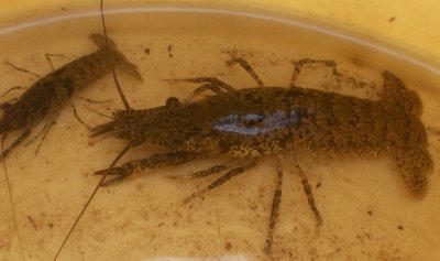 Shrimp Crayfish (Orconectes lancifer)