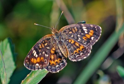 Phaon Crescent