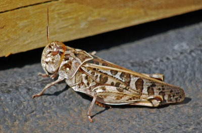 Wrinkled Grasshopper