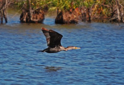 Double-crested Cormorant