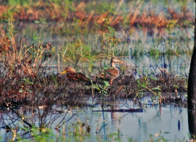 Mottled Duck Pair