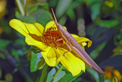 Cattail Toothpick Grasshopper (Leptysma marginicollis)