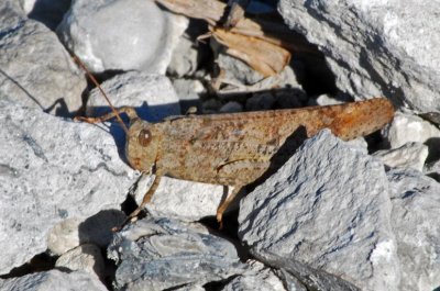 Carolina Locust