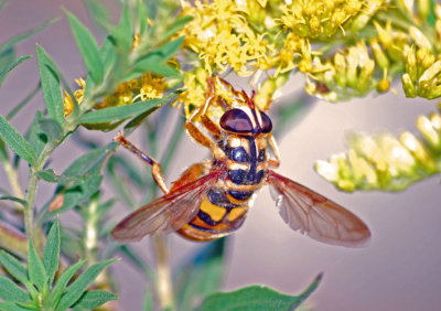 Hoverfly (Milesia species)