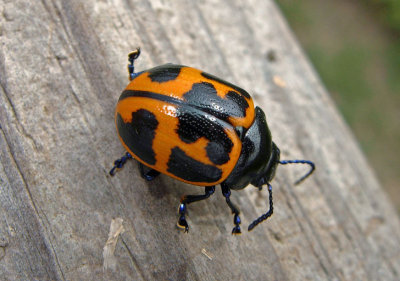 Swamp Milkweed Leaf Beetle (Labidomera clivicollis)