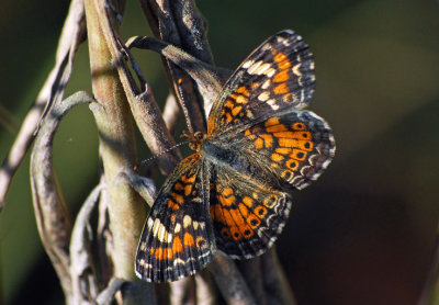 Phaon Crescent