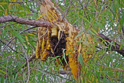 Honeybee Nest