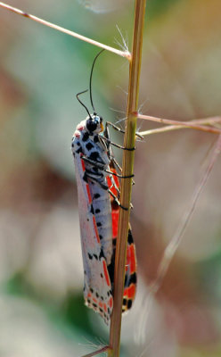 Ornate Moth
