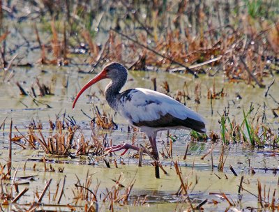 White Ibis