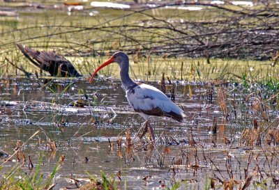 White Ibis
