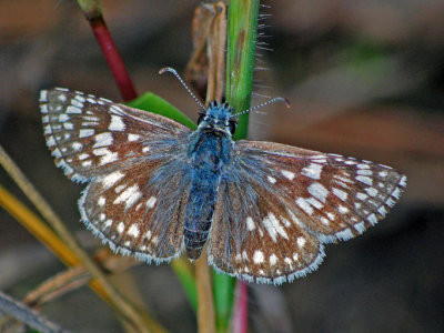 Common Checkered Skipper