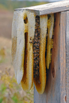 Honeybee Nest