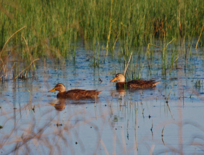 Mottled Ducks