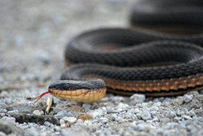 Graham's Crayfish Snake