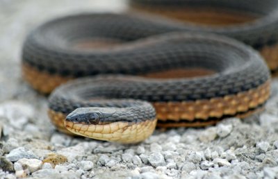 Grahams Crayfish Snake