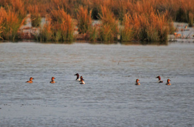 Canvasbacks & Redheads