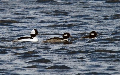 Buffleheads