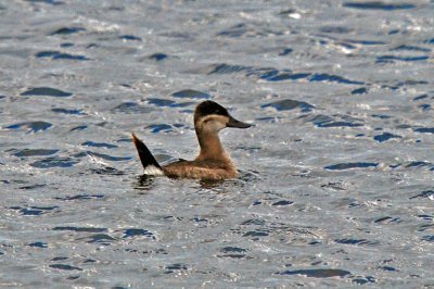 Ruddy Duck