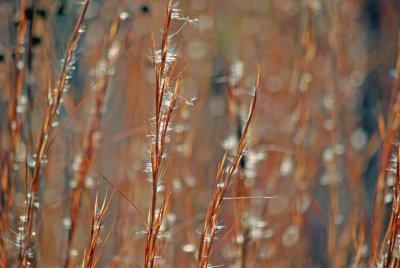 Broomsedge (Andropogon virginicus)