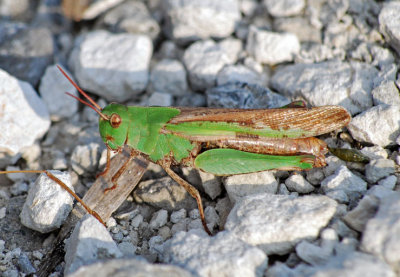 Northern Greenstriped Grasshopper