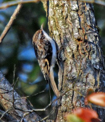 Brown Creeper