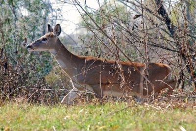 White-tailed Deer