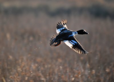 Common Goldeneye