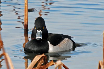 Ring-necked Duck