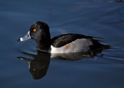 Ring-necked Duck