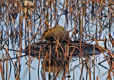 Nutria
