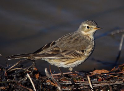 American Pipit