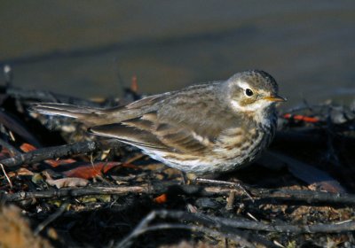 American Pipit