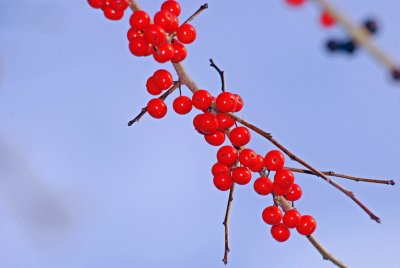 Deciduous Holly
