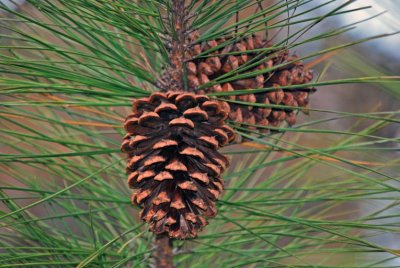 Loblolly Pine Cones
